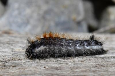 Noctuelle du Coudrier 