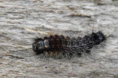 Noctuelle du Coudrier 
