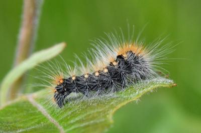 Acronicta auricoma