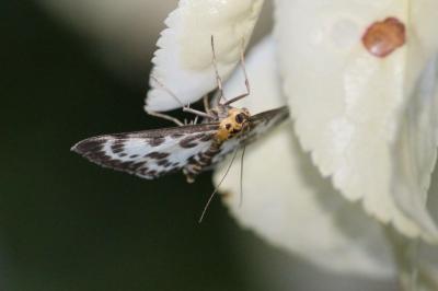 <i>Anania hortulata</i>