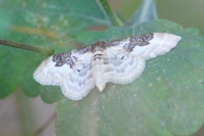 Acidalie campagnarde 