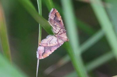 <i>Endotricha flammealis</i>