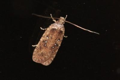 <i>Agonopterix</i>