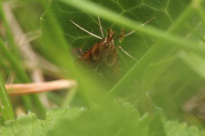<i>Synaphe punctalis</i>