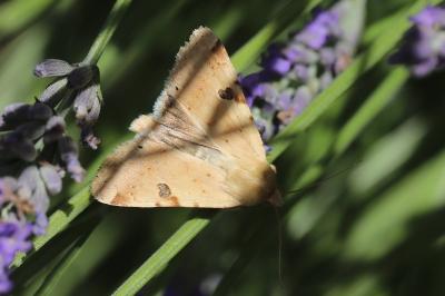 Noctuelle peltigère 