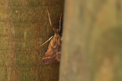 <i>Synaphe punctalis</i>
