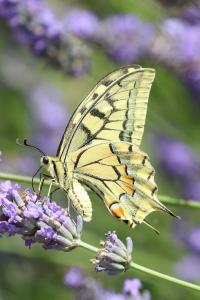 Machaon 