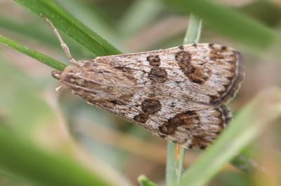 <i>Nomophila noctuella</i>