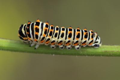 Machaon 