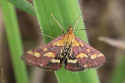 <i>Pyrausta purpuralis</i>