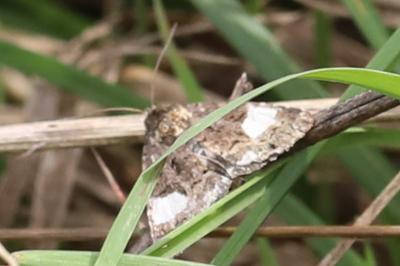 Noctuelle en deuil 