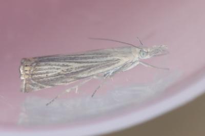<i>Chrysoteuchia culmella</i>