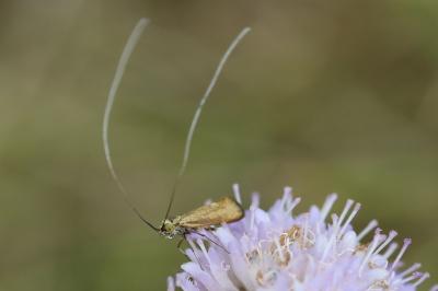 <i>Nemophora metallica</i>
