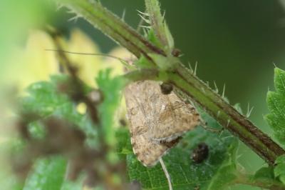 <i>Nomophila noctuella</i>