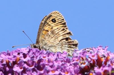 Mégère 