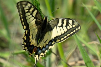Machaon 