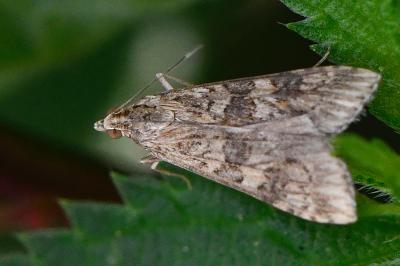 <i>Nomophila noctuella</i>