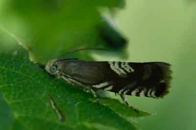 <i>Grapholita compositella</i>