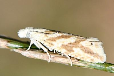 <i>Thiodia citrana</i>