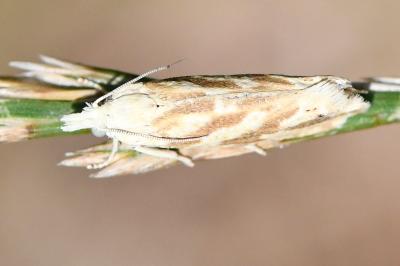 <i>Thiodia citrana</i>