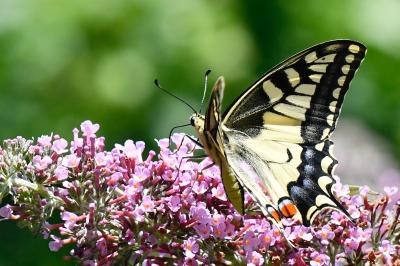Machaon 