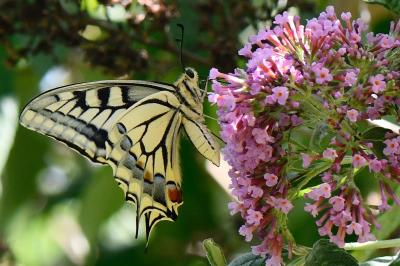 Machaon 