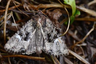<i>Mesapamea secalella/secalis</i>