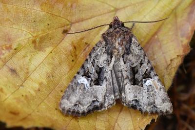 <i>Mesapamea secalella/secalis</i>