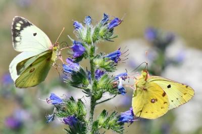 Colias alfacariensis