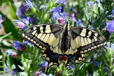 Machaon 