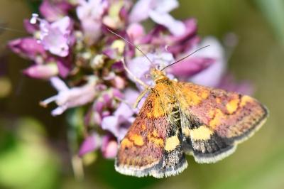<i>Pyrausta aurata</i>