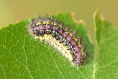 Aglaopé des haies 