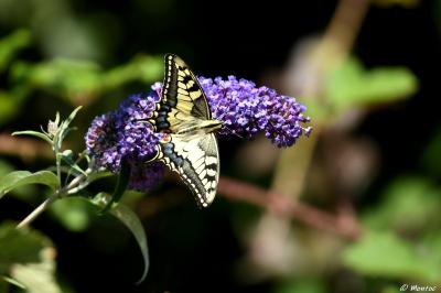 Machaon 