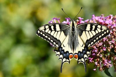 Machaon 