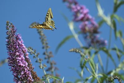 Machaon 