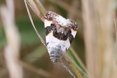 Collier blanc 