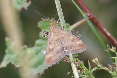 <i>Pyrausta despicata</i>