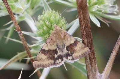 Noctuelle de la Cardère 