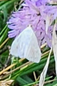 <i>Sitochroa palealis</i>