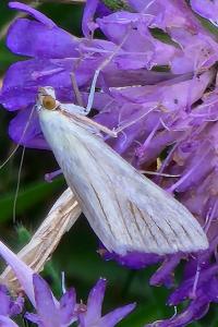 <i>Sitochroa palealis</i>