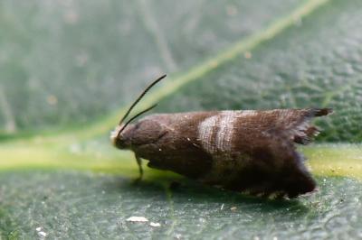 <i>Strophedra nitidana</i>