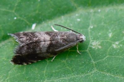 <i>Strophedra nitidana</i>