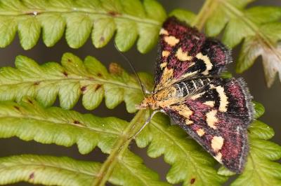 <i>Pyrausta purpuralis</i>