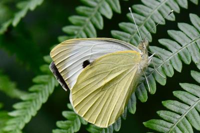 Pieris brassicae