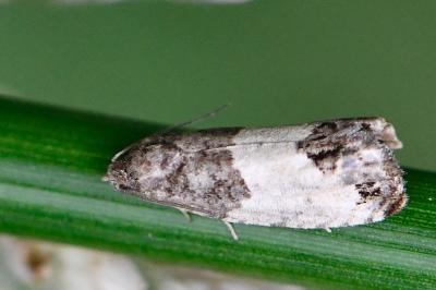 <i>Spilonota ocellana</i>