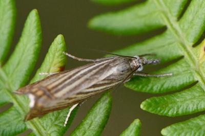 <i>Chrysoteuchia culmella</i>