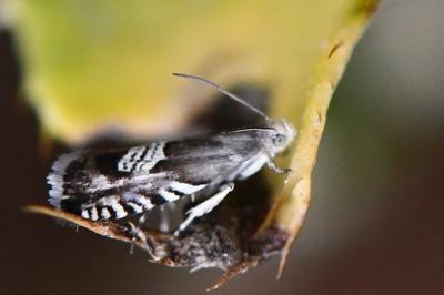 <i>Grapholita compositella</i>