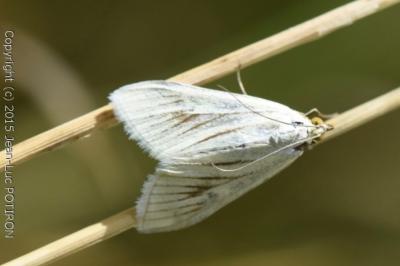 <i>Sitochroa palealis</i>