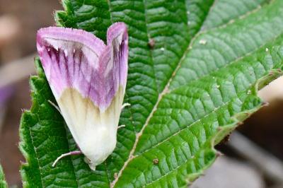 Noctuelle purpurine 