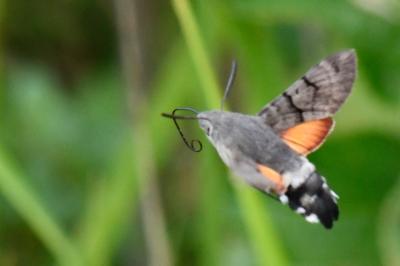 Moro-Sphinx 